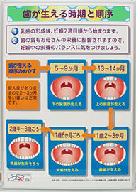 歯がはえる時期と順序