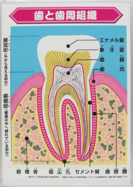 歯と歯周組織